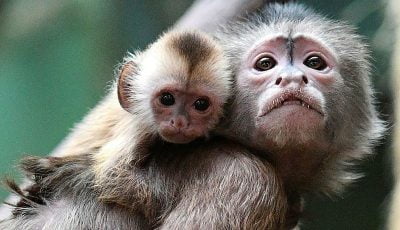 آبله میمون در کشور تایید شد/ آمار مبتلایان