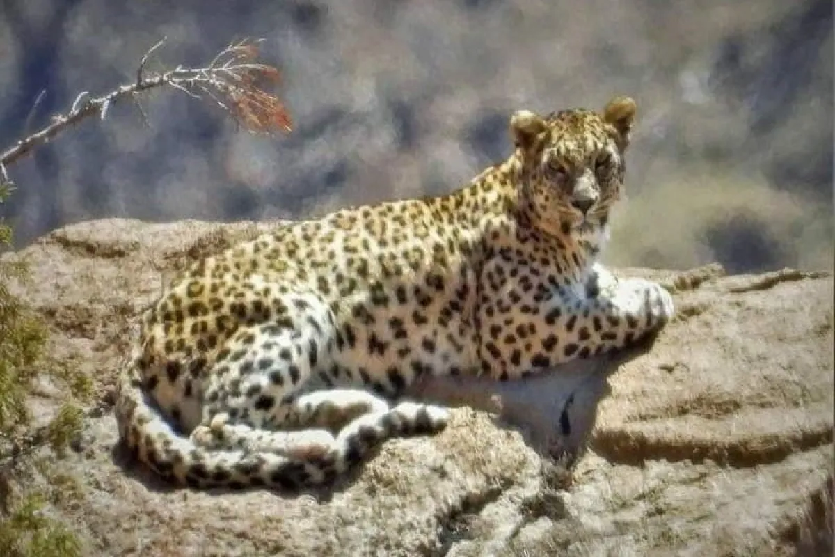 مشاهده پلنگ ایرانی در جنگل‌های هیرکانی املش