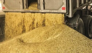 ورود سازمان بازرسی به واردات و توزیع نهاده‌های دامی