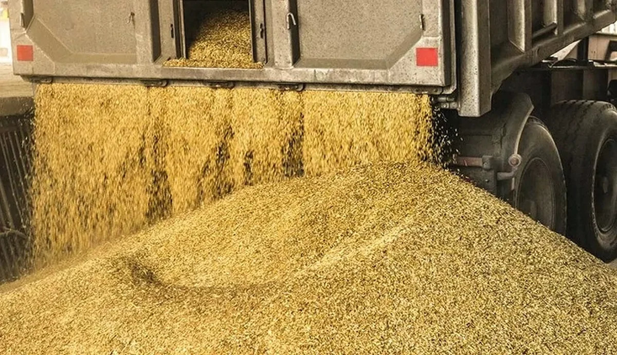 واردکنندگان