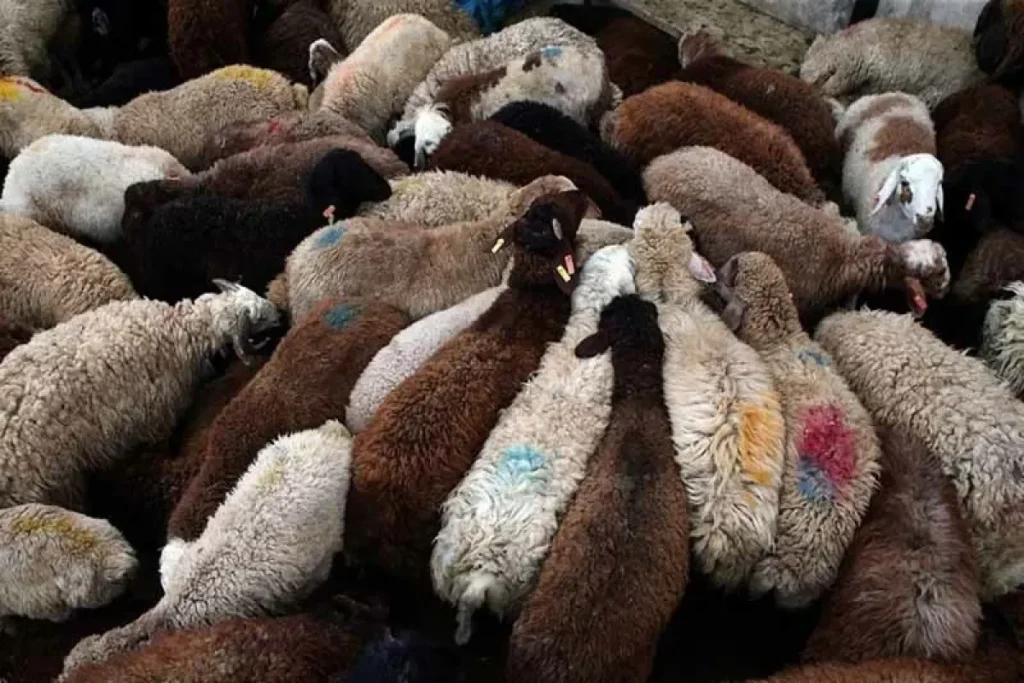 واردات گوشت