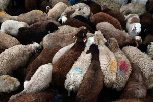 گرانی نهاده چالش جدید دامداران