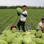 چرا چین به‌رغم کم‌آبی هندوانه تولید می‌کند؟/ الگویی برای ارزآوری محصولات جالیزی