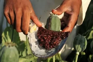 هیچ مجوزی برای کشت گیاهان مخدر در کشور صادر نشده است