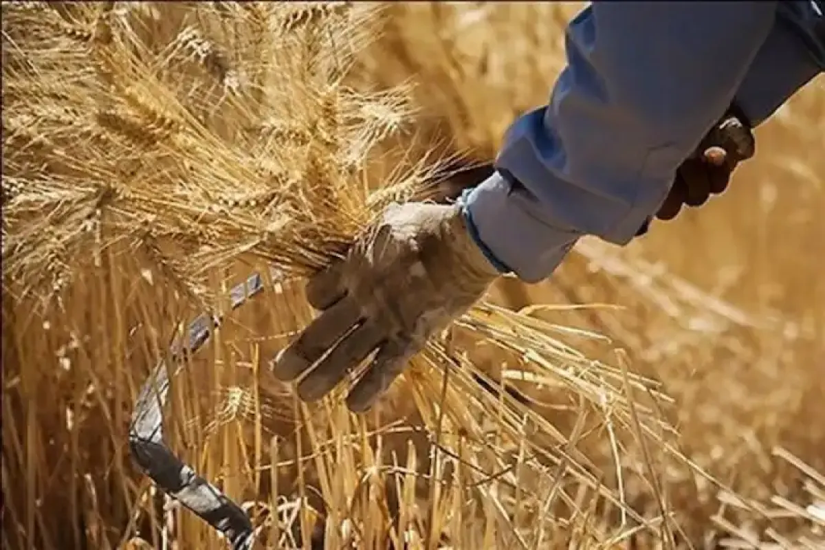 پس از گذشت ۴۰ روز از تحویل نخستین بار گندم هنوز ریالی پرداخت نشده است