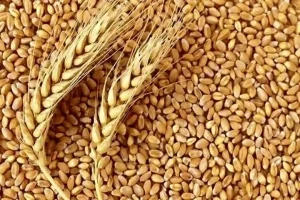خرید تضمینی یک میلیون و ۶۰۰ هزار تن گندم از کشاورزان