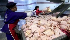 چرا قیمت مرغ از 110 هزار تومان عبور کرد؟