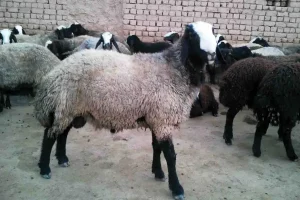 قیمت گوشت گوسفند در استرالیا رکورد زد