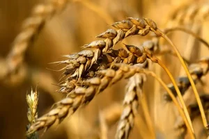 چین مشتری گندم استرالیا و کانادا شد