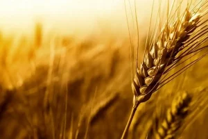 قیمت خرید تضمینی گندم تا پایان خرداد ماه ابلاغ می‌شود