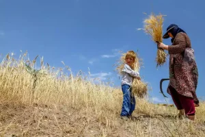 قیمت خرید تضمینی گندم ۲۰ هزار و ۵۰۰ تومان تصویب شد