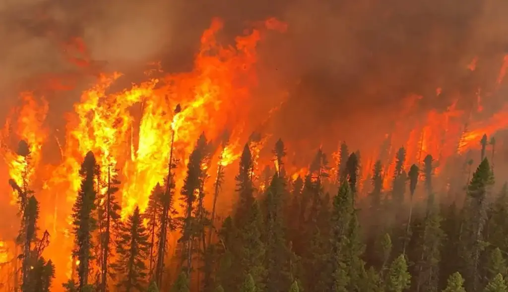 20230621 forest fire cochrane 7 photo provided by jamie gaunt