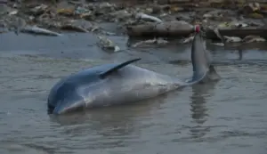 مرگ دسته جمعی دلفین های آمازون
