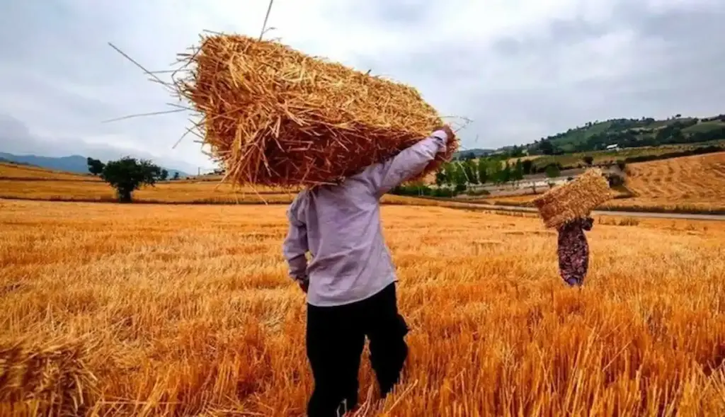 مطالبات گندمکاران