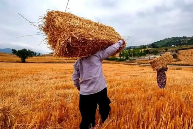 مطالبات گندمکاران