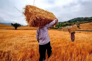 بیمه فراگیر گندمکاران بدون کسر هزینه/ فرصت بیمه تا ۲۰ اسفند