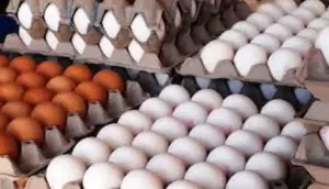 تخم مرغ پایین‌تر از نرخ مصوب فروخته می‌شود