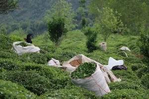 خرید بیش از ۴۸ هزار تُن برگ سبز چای از بهره برداران شمال کشو