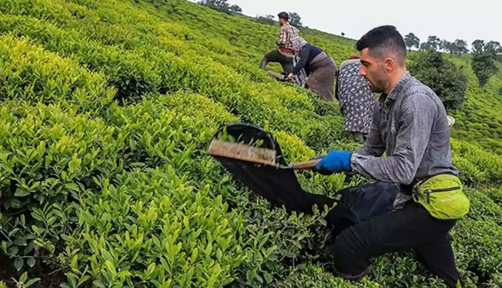 برگ سبز چای