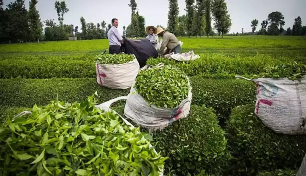 مطالبات چایکاران