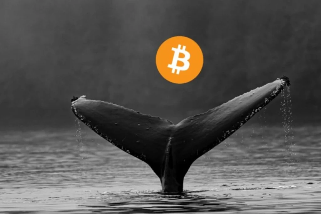 bitcoin whales 15 ezgif.com jpg to webp converter