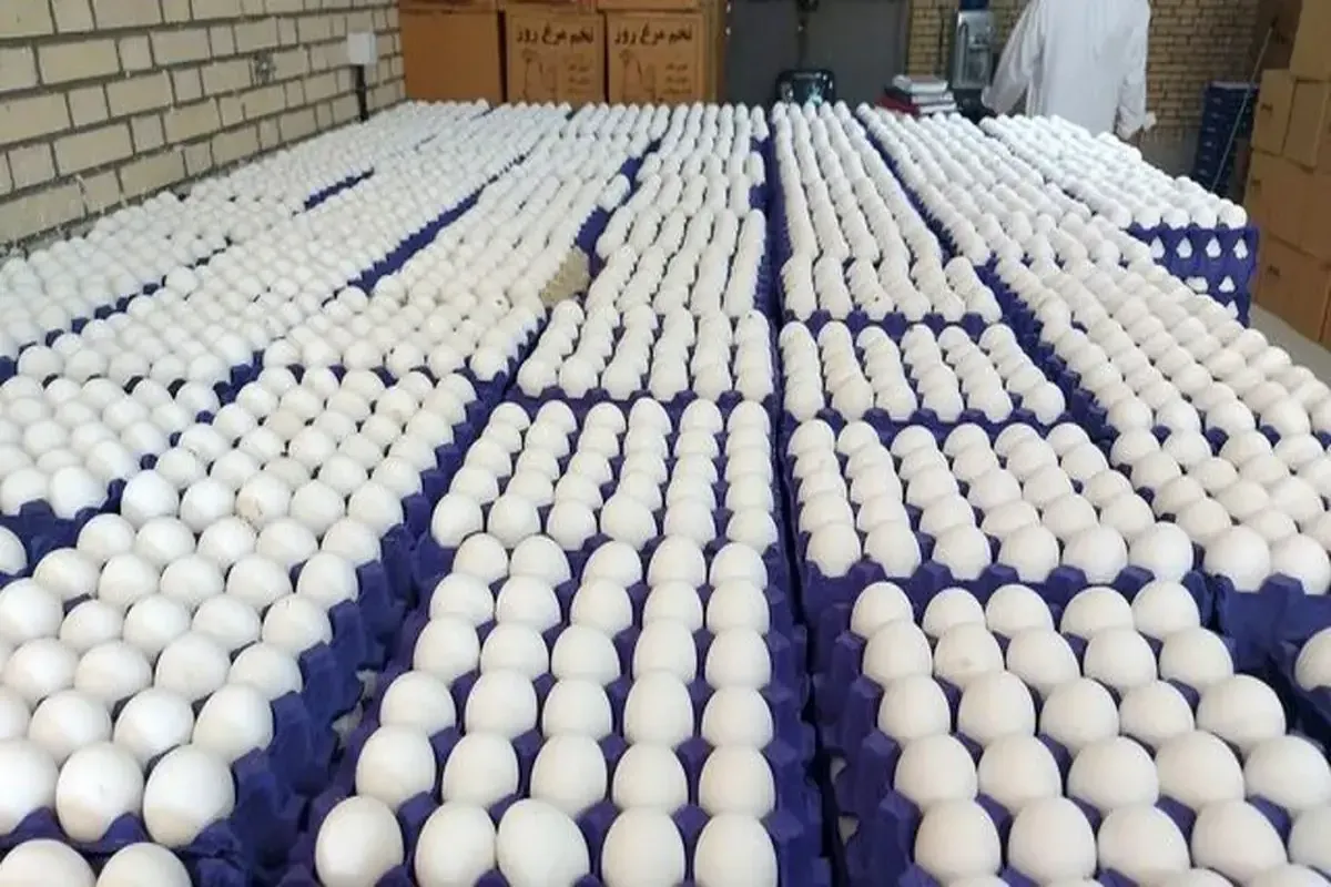 قیمت منطقی هر شانه تخم مرغ ۱۹۰ هزارتومان
