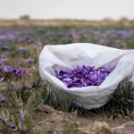 ۵۰۳ کیلوگرم زعفران نگین در بورس کالا دادوستد شد