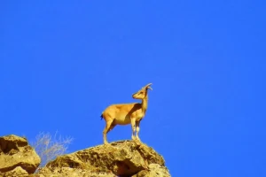 ایران در فهرست سیاه IUCN/ تخریب زیستگاه‌ها حیات وحش ایران را به پرتگاه می‌برد