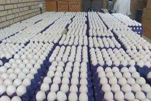 بحران در بازار تخم مرغ / زیان روزانه صنعت مرغ تخم‌گذار به 140 میلیارد دلار رسید