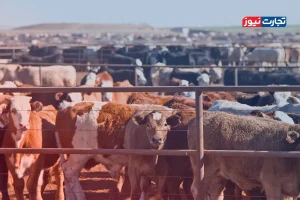 قیمت دام زنده امروز ۷ خرداد ۱۴۰۴‌ + جدول