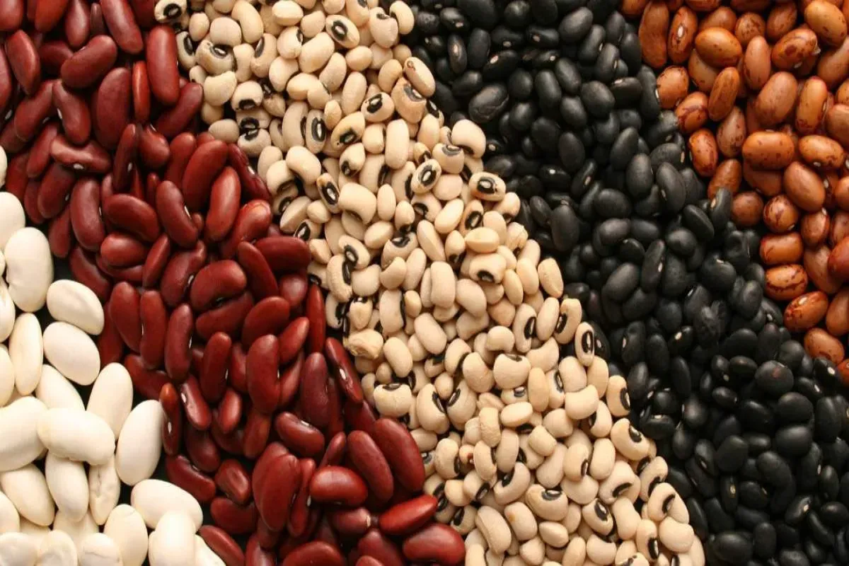 قیمت لوبیا کاهش می‌یابد؟