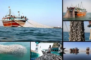 صیادان دیری به صیدهای غیرمجاز اعتراض کردند/ «ترال» را برای همیشه متوقف کنید