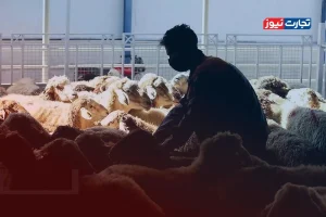 قیمت دام زنده امروز 10 خرداد 1404/ بازار روند نزولی گرفت؟ + جدول