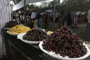 پس از گوجه سبز و چغاله بادام، گیلاس هم با قیمت میلیونی به بازار رسید!