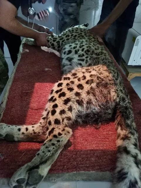 پلنگ زخمی کرج 4 ak9115