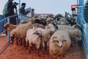 قیمت دام زنده امروز 18 خرداد ۱۴۰۴/ خراسان رضوی رکورددار بالاترین قیمت گوسفند و گوساله شد + جدول
