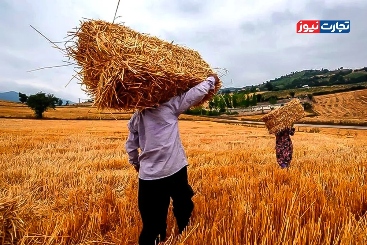 کاهش مطالبات گندم‌کاران به 45 همت/ خرید تضمینی گندم کاهش می‌یابد؟‌