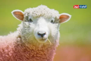 اینفوگرافی | نگاهی به قیمت دام زنده عید قربان در ۵ سال گذشته