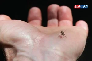 خطرات بیماری تب کریمه کنگو در آستانه عید قربان / کنه‌هایی که در فصل گرما فعال می‌شوند