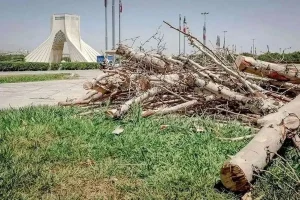 قطع درخت میدان آزادی به‌دلیل بیماری و با مجوز انجام شد