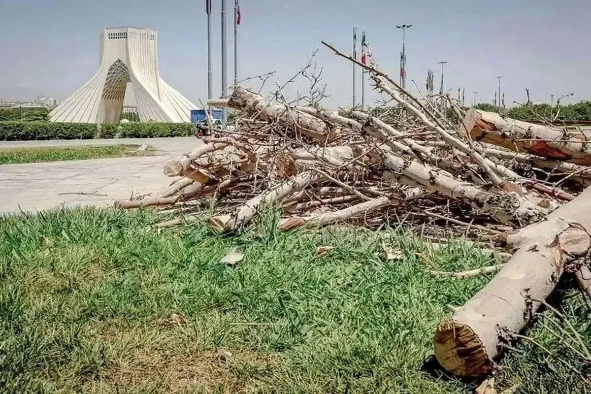قطع درخت میدان آزادی به‌دلیل بیماری و با مجوز انجام شد