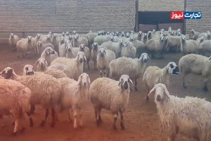 قیمت دام زنده امروز ۱۳ خرداد ۱۴۰۴ + جدول