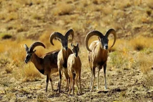 تهدید سرمایه زیست‌محیطی لرستان با خشکسالی و ریزگردها