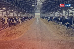 قیمت دام زنده ۱۱ تیر ۱۴۰۴ مشخص شد + جدول