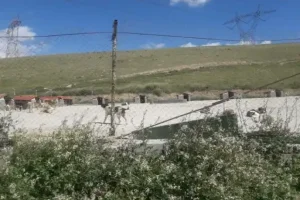 قدیمی بودن برخی مناطق پایتخت از دلایل افزایش موش‌ها/ رهاسازی سگ‌های ولگرد از شهرهای همجوار در تهران