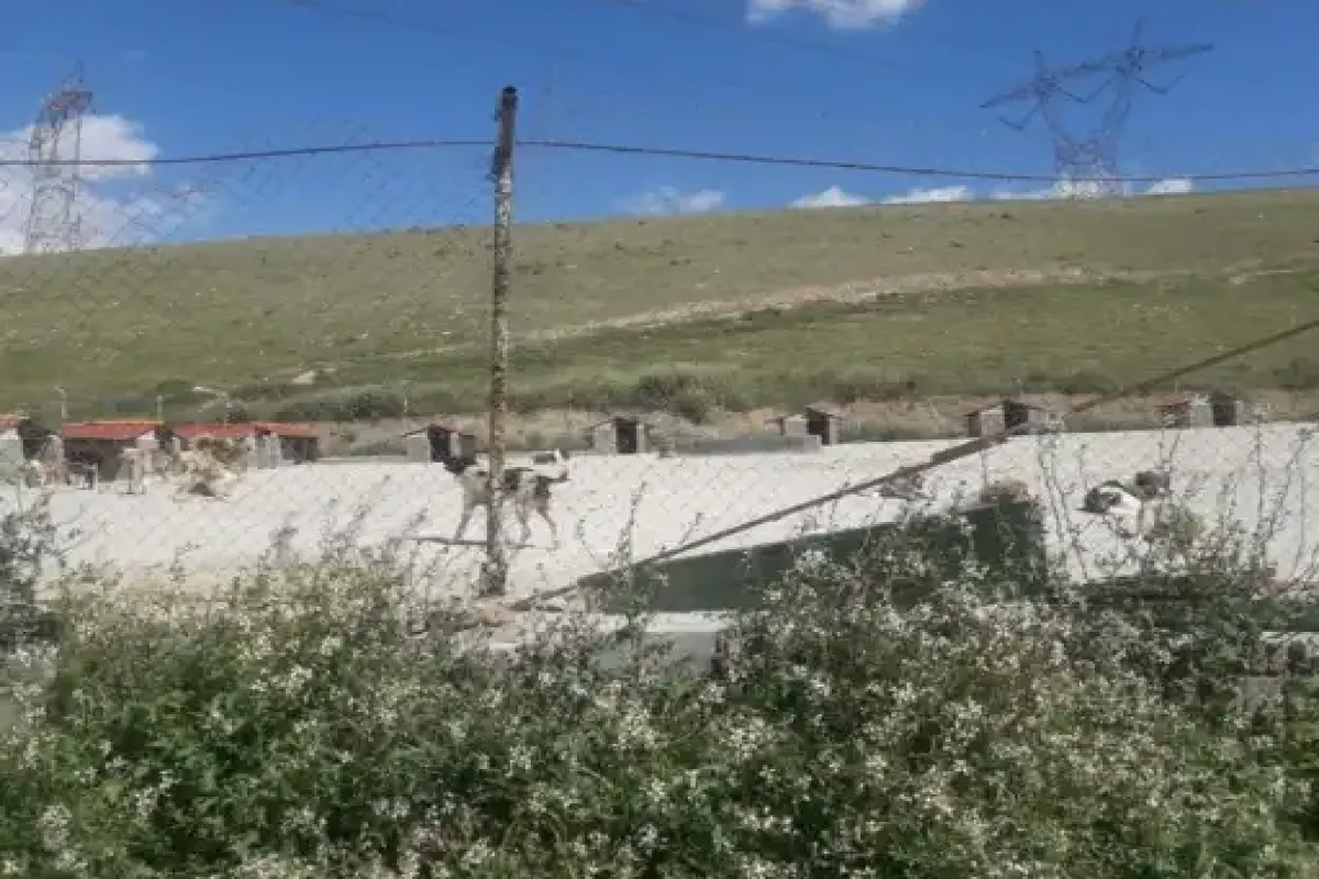 قدیمی بودن برخی مناطق پایتخت از دلایل افزایش موش‌ها/ رهاسازی سگ‌های ولگرد از شهرهای همجوار در تهران