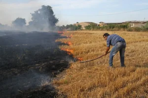 رفیعی: آتش‌زدن کاه و کلش مزارع گندم و جو ممنوع!