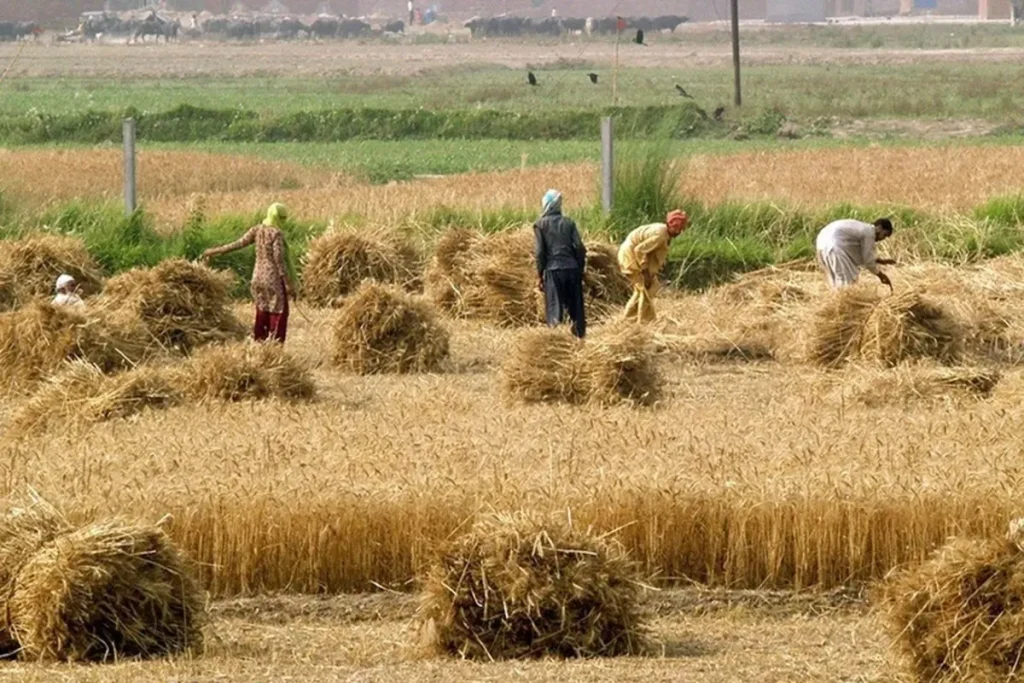 خودکفایی در تولید گندم ak4624 ak8518 1200x800