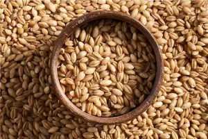 ثبت سفارش جدید جو فردا آغاز می‌شود