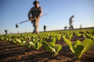 دولت آمریکا کنترل مالکیت خارجی زمین های کشاورزی را افزایش می‌دهد